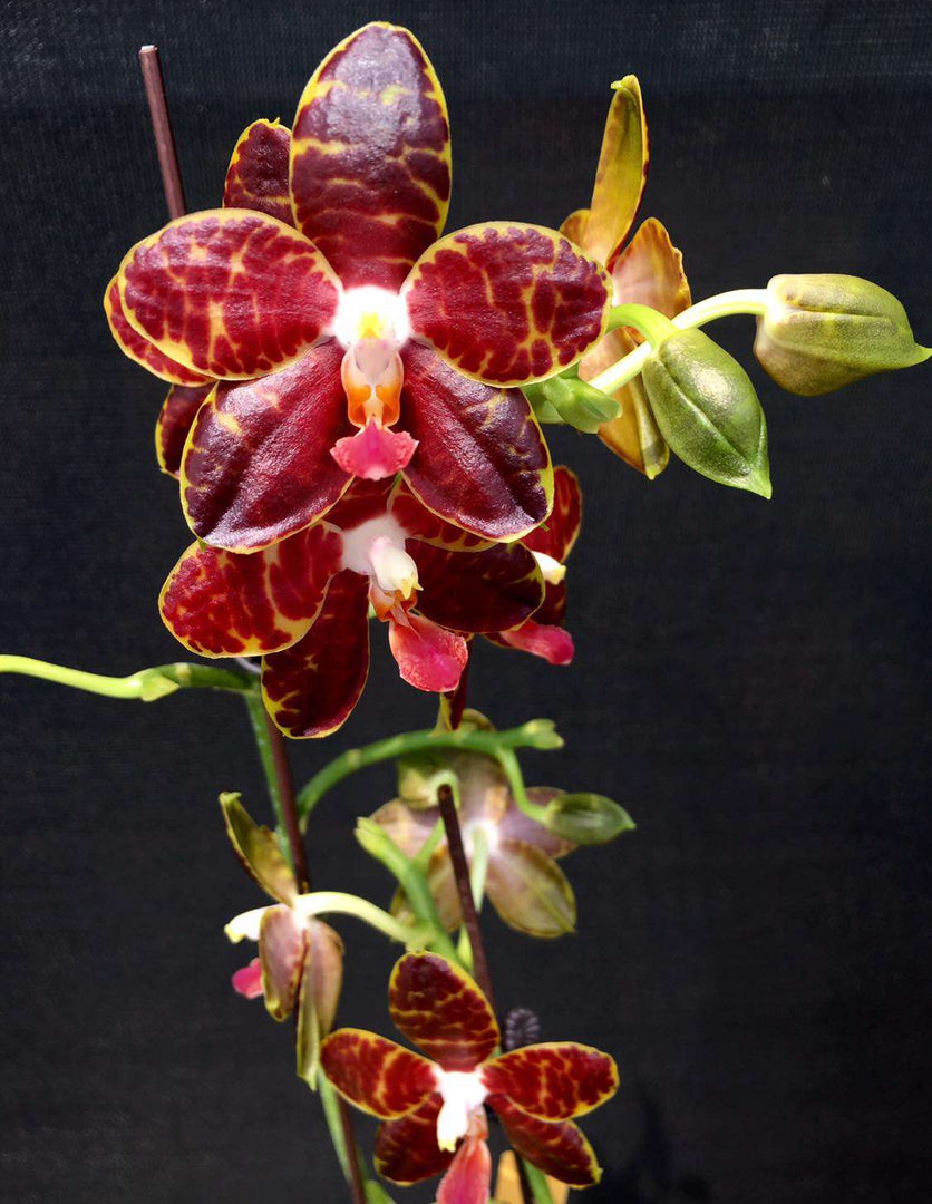 Phalaenopsis Pylo's Mosaic Mainshow