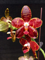Phalaenopsis Pylo’s Mosaic Mainshow