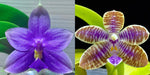 Load image into Gallery viewer, Phalaenopsis SWR GV x lueddemanniana f. coerulea Mainshow