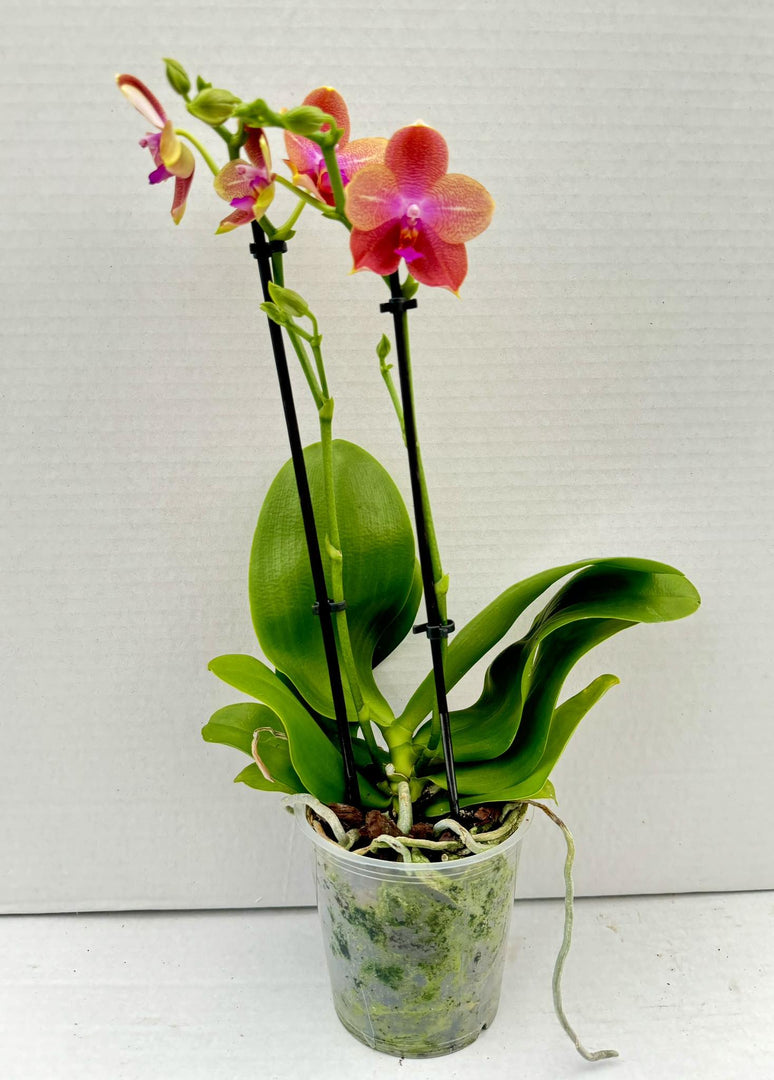 Phalaenopsis Sangria Sunset