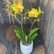 Phalaenopsis Sentido