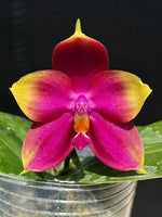 Carica l'immagine nel visualizzatore Galleria, Phalaenopsis Summer Dance Queen 'flame' Mainshow