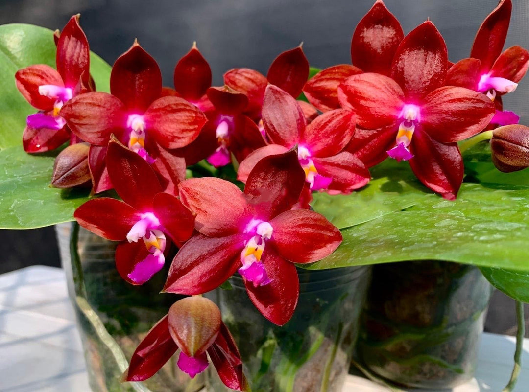 Phalaenopsis Tying Shin Fly Eagle ‘Red’ (clone) Mainshow
