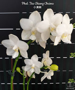 Carica l&#39;immagine nel visualizzatore Galleria, Phalaenopsis Tzu Chiang Chrisna
