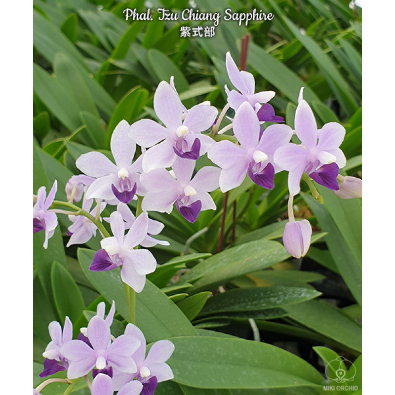 Phalaenopsis Tzu Chiang Sapphire