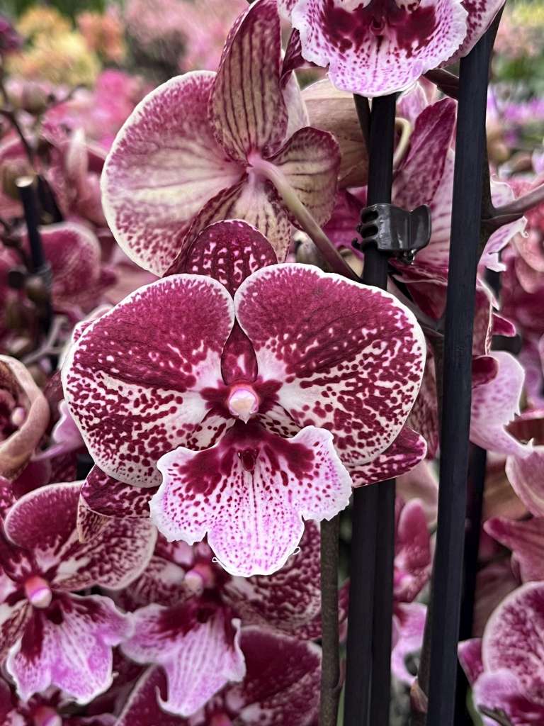 Phalaenopsis Versailles - Big Lip