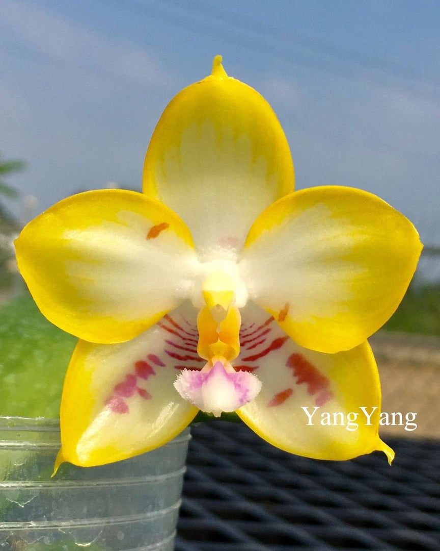 Phalaenopsis YangYang Love 'Love' Mainshow