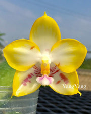 Phalaenopsis YangYang Love 'Love' Mainshow