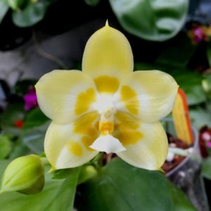 Phalaenopsis Yaphon Gelacea 'Peter 3' Mainshow