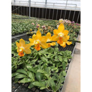 Phalaenopsis Yaphon Cupid