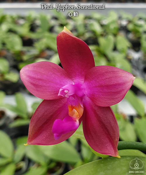 Phalaenopsis Yaphon Sensational (LD's Bear King × Corning's Violet)