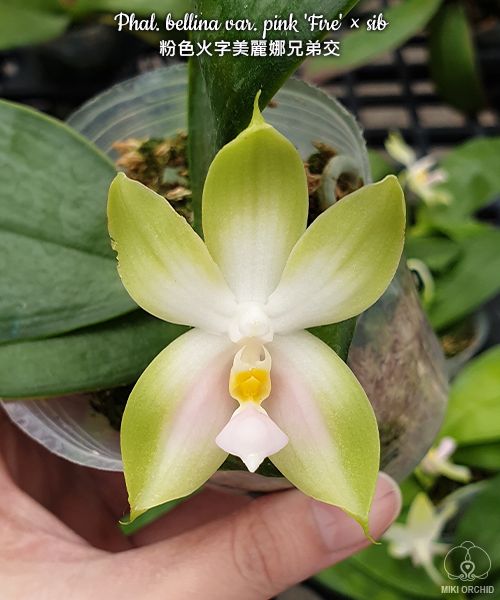 Phalaenopsis bellina var. pink 'Fire'