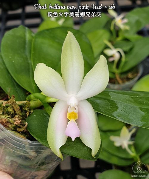 Phalaenopsis bellina var. pink 'Fire'