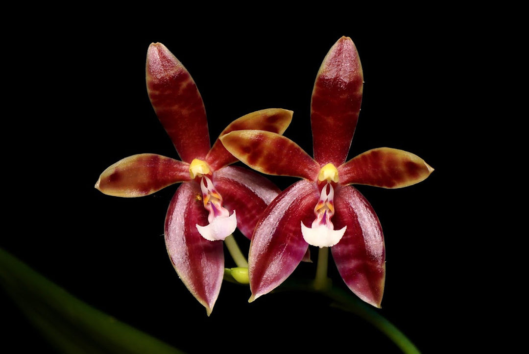 Phalaenopsis Meen Estrella (cornu-cervi × tetraspis)
