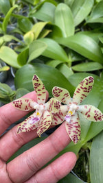 Carica l'immagine nel visualizzatore Galleria, Phalaenopsis doweryensis x Phal. tetraspis f. speciosa