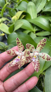 Phalaenopsis doweryensis x Phal. tetraspis f. speciosa