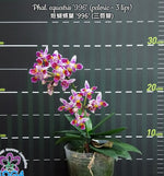 Carica l&#39;immagine nel visualizzatore Galleria, Phalaenopsis equestris &#39;996&#39; (peloric - 3 lips)
