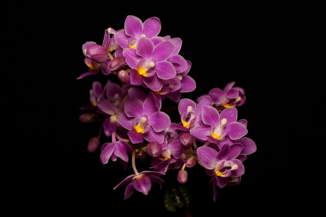 Phalaenopsis equestris 'B100'