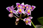 Carica l'immagine nel visualizzatore Galleria, Phalaenopsis equestris var. peloric - 3 lips