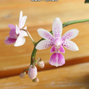 Phalaenopsis equestris × deliciosa