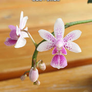 Phalaenopsis equestris × deliciosa