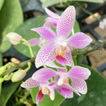 Load image into Gallery viewer, Phalaenopsis Bernice Maskin (gigantea 'Jumbo Libra' × equestris)