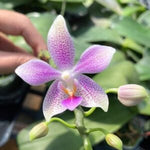 Load image into Gallery viewer, Phalaenopsis Bernice Maskin (gigantea 'Jumbo Libra' × equestris)