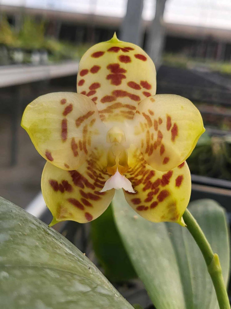 Phal. gigantea x Phal. Chienlung Gigan Cherry