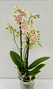 Phalaenopsis Little Freckles (Phal. Pikachu x Odorion)