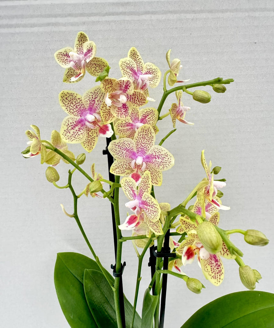 Phalaenopsis Little Freckles (Phal. Pikachu x Odorion)