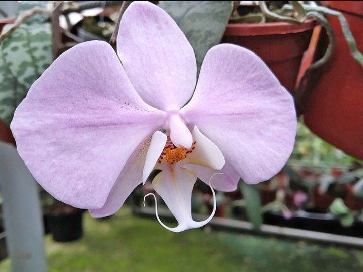 Phal. sanderiana x Phal. schilleriana v. purpurea 'Ma#2'