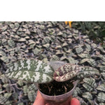 Load image into Gallery viewer, Phalaenopsis schilleriana 'MSH'