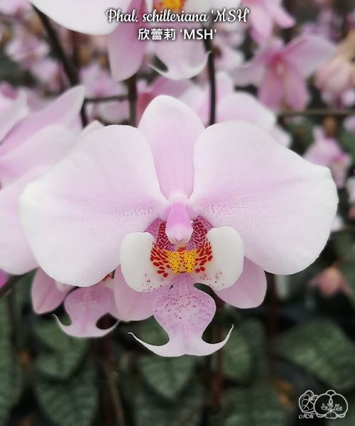 Phalaenopsis schilleriana 'MSH'