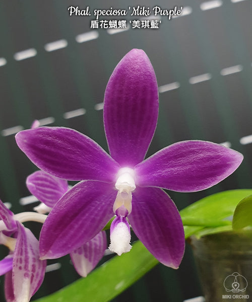Phalaenopsis speciosa 'Miki Purple'