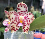 Phalaenopsis Gentleman Jack f. alba (tetraspis alba x gigantea alba) 'Mainshow'