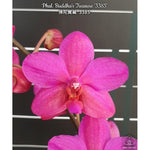 Carica l'immagine nel visualizzatore Galleria, Phalaenopsis Buddha's Treasure '3385'