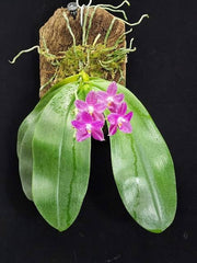 Phalaenopsis Mok Choi Yew (gigantea x violacea)