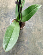 Load image into Gallery viewer, Phalaenopsis Carola