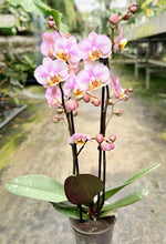 Load image into Gallery viewer, Phalaenopsis Carola