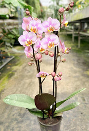 Phalaenopsis Carola