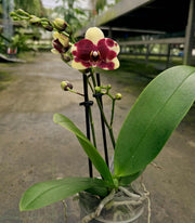 Phalaenopsis Catania