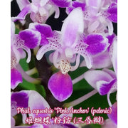 Phalaenopsis equestris 'Pink Anchor' (peloric)