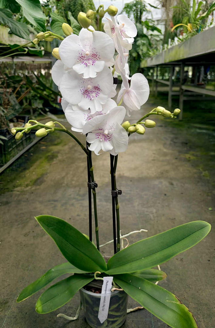 Phalaenopsis Essential - Big Lip