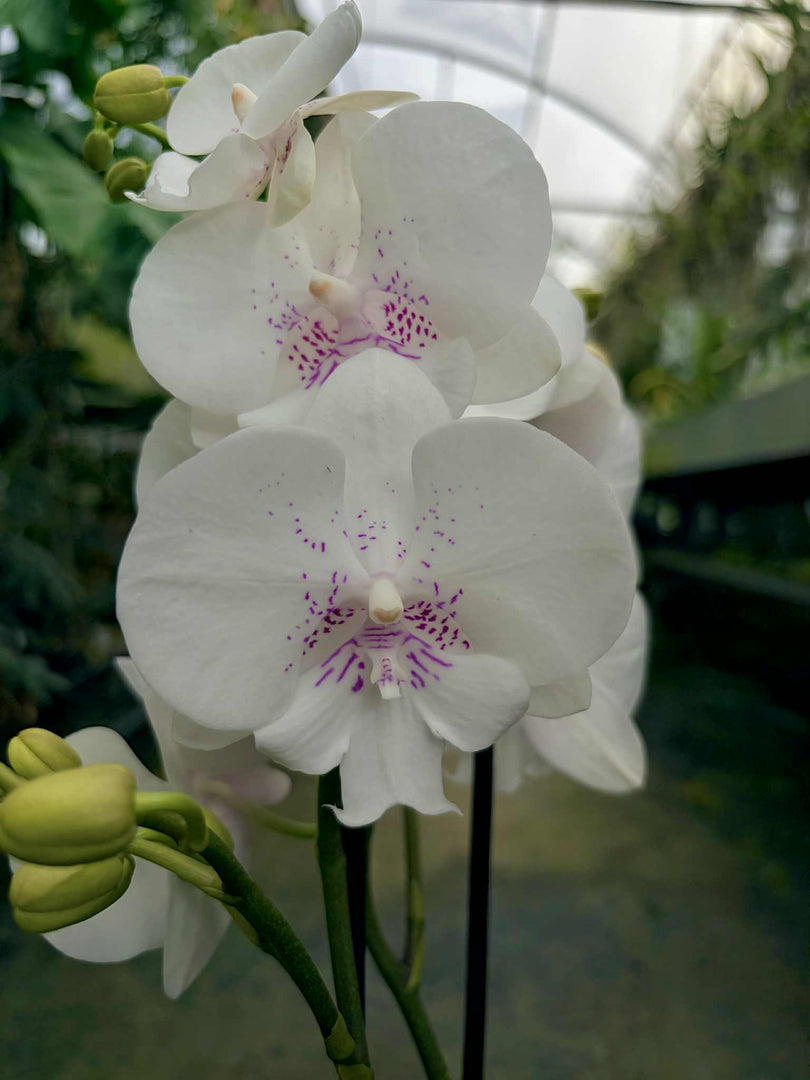 Phalaenopsis Essential - Big Lip