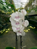 Load image into Gallery viewer, Phalaenopsis Essential - Big Lip