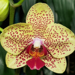 Load image into Gallery viewer, Phalaenopsis Fancy Freckles