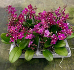 Carica l'immagine nel visualizzatore Galleria, Phalaenopsis Fruity Parfume