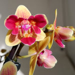 Carica l'immagine nel visualizzatore Galleria, Phalaenopsis Sogo Yellowtris '3 lips'