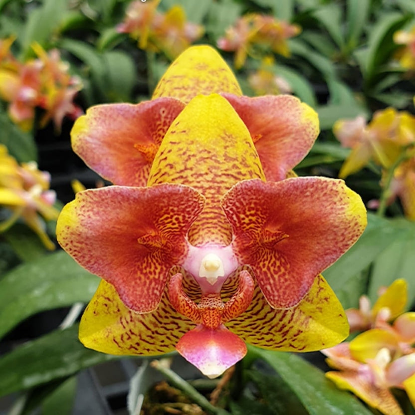 Phalaenopsis (Tzu Chiang Balm × Brother Sara Gold) 'ES-1'