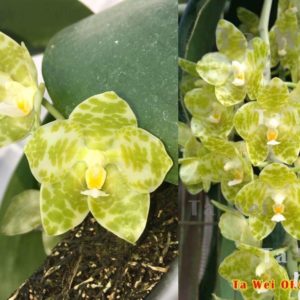 Phalaenopsis gigantea var.alba 'Prince' x gigantea var.alba 'Ta Wei' Mainshow